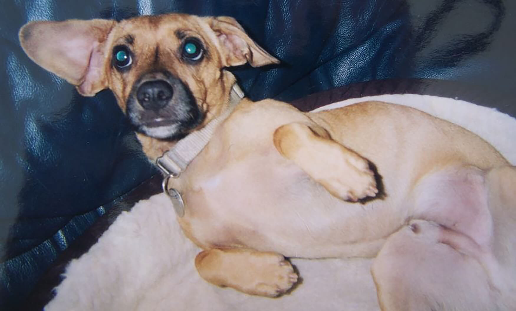 Yogi, a small dog lies on a blanket