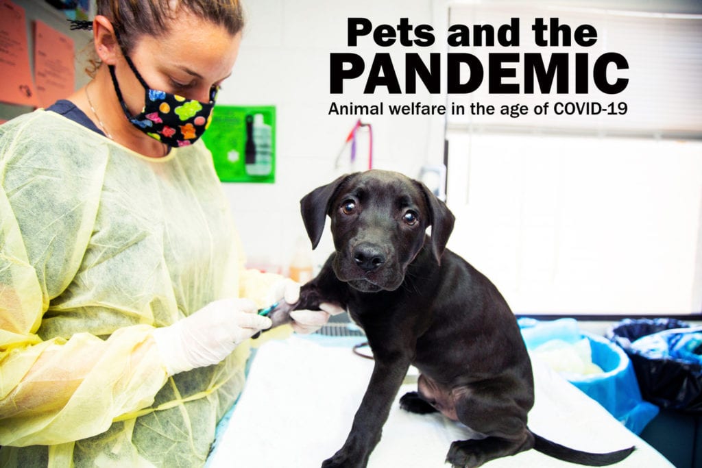 Pets and the pandemic