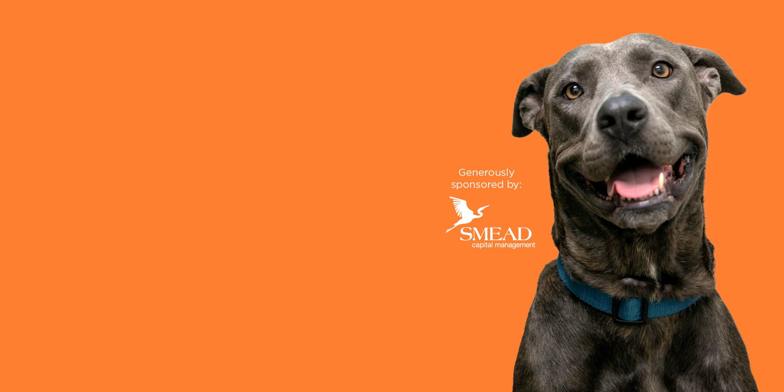Arizona Humane Society: Home Page
