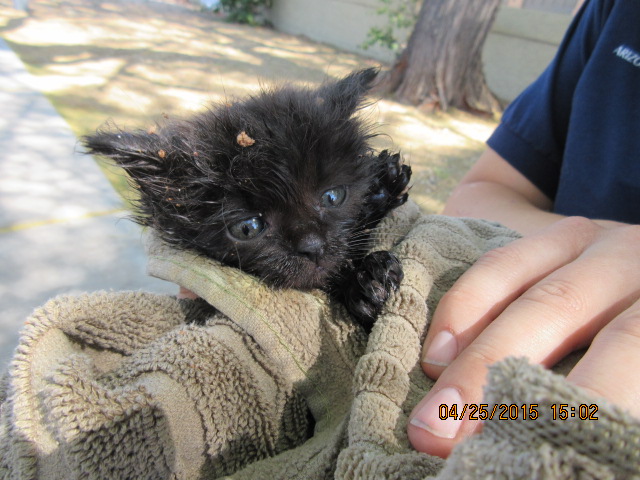 kitten rescued from manhole
