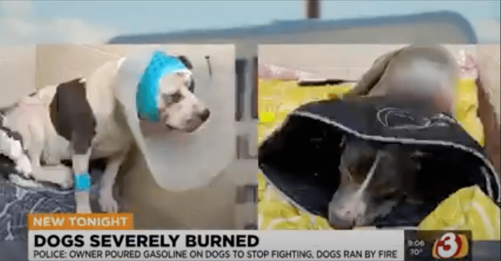 a dog wearing a cone on the news