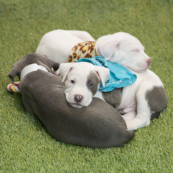 three cuddling pups