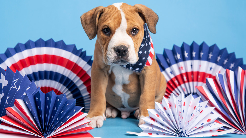 4th of July puppy