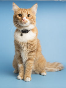 Adopt a FIV-postive Cat from AHS