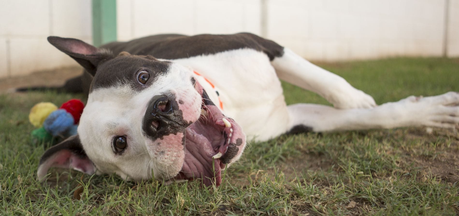 Happy adoptable dog laying in grass in play yard