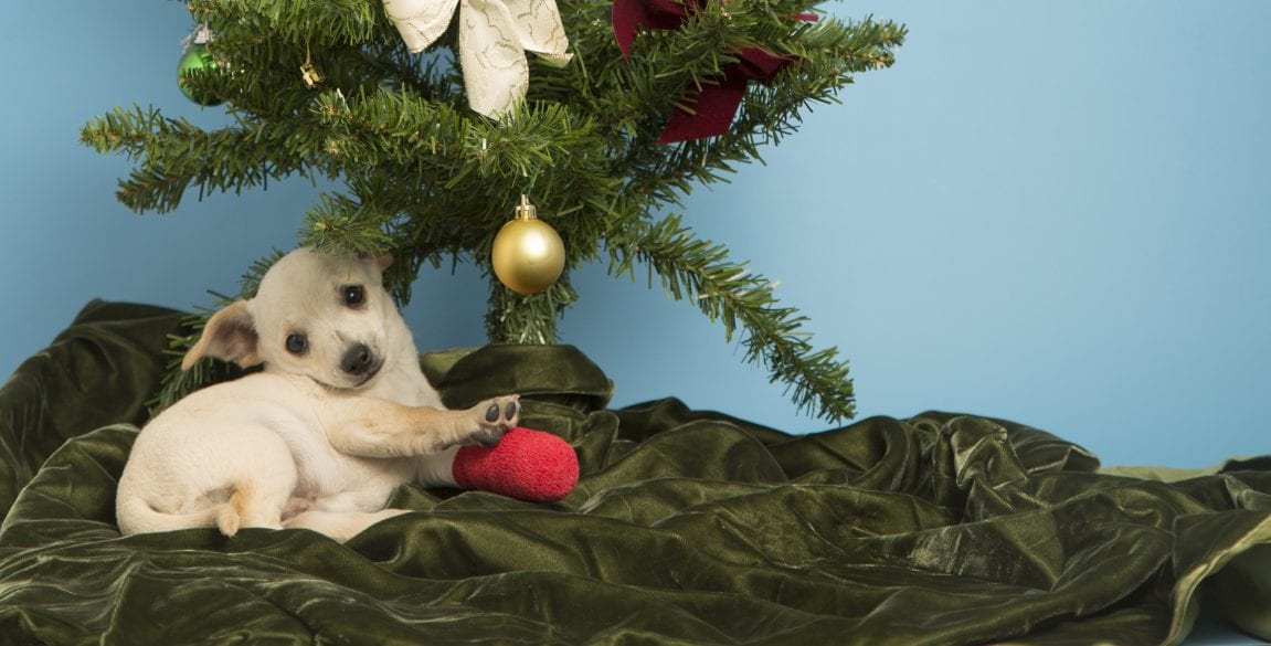 puppy in case under christmas tree