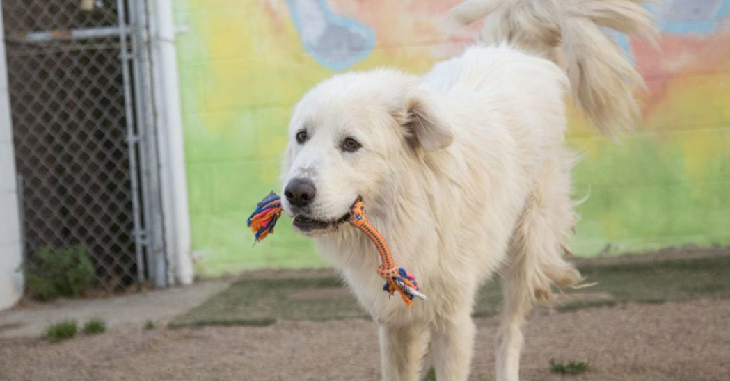 Great Pyrenees with toy outside in play yard