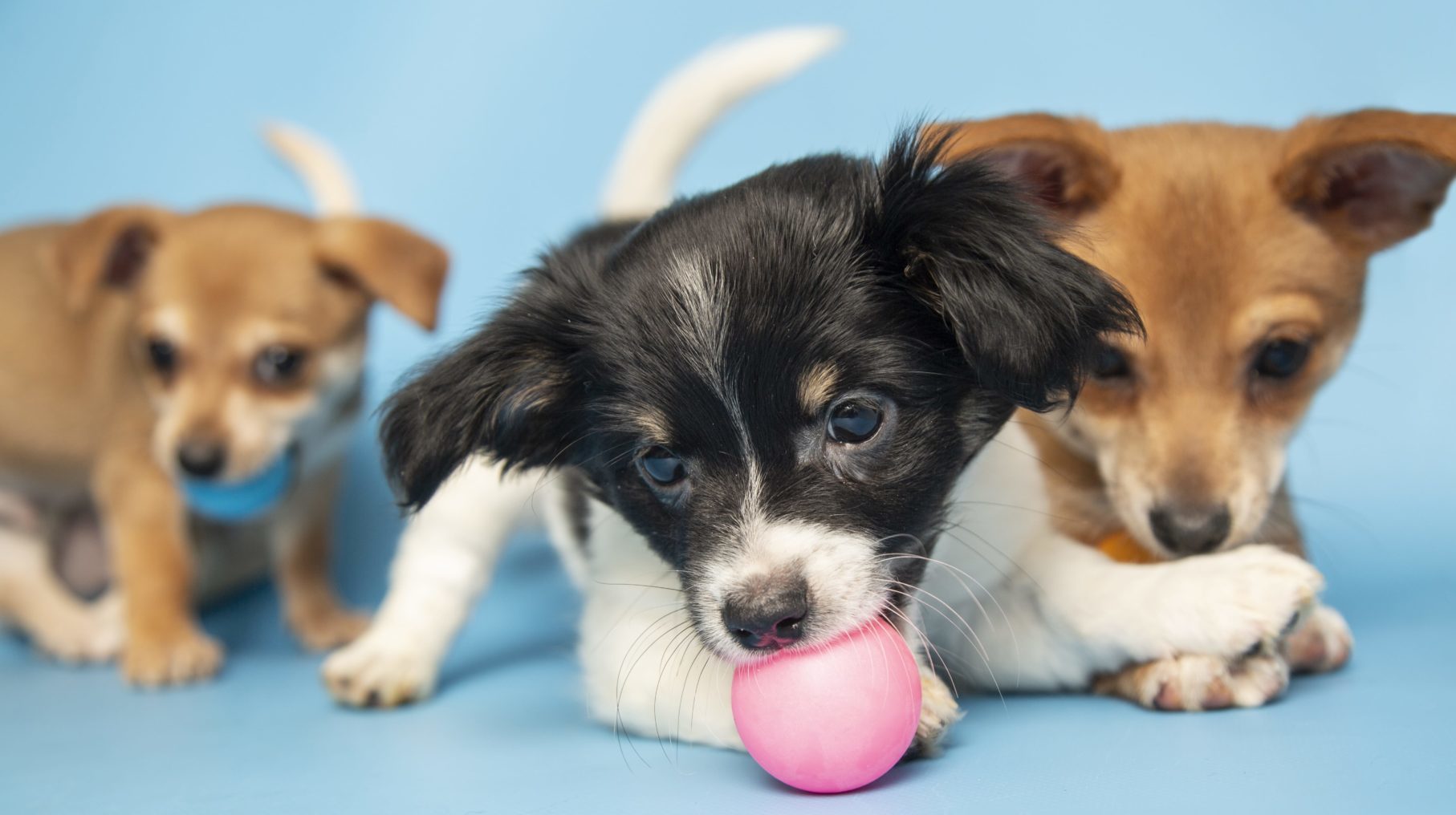 Trio of puppies with ball