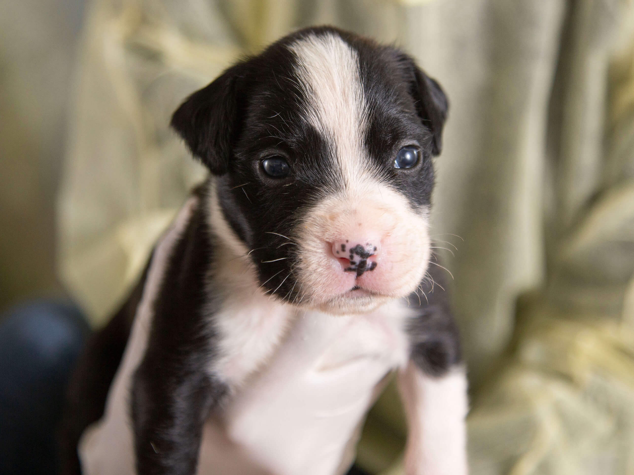 a newborn puppy