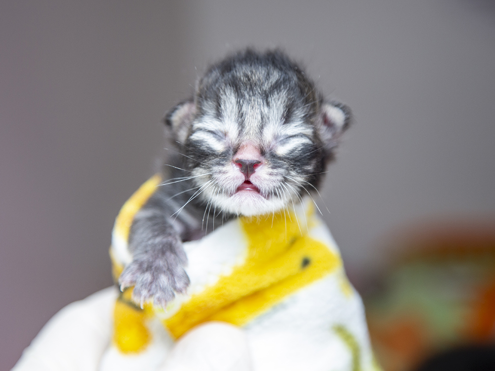 Newborn kitten held by staff