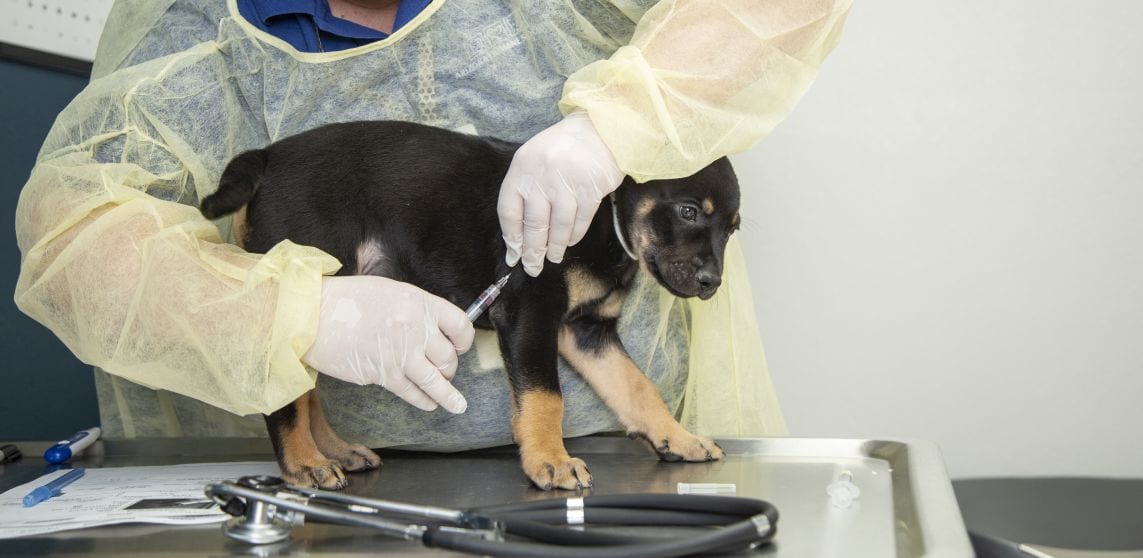 a rotweiller puppy receiving a vaccine