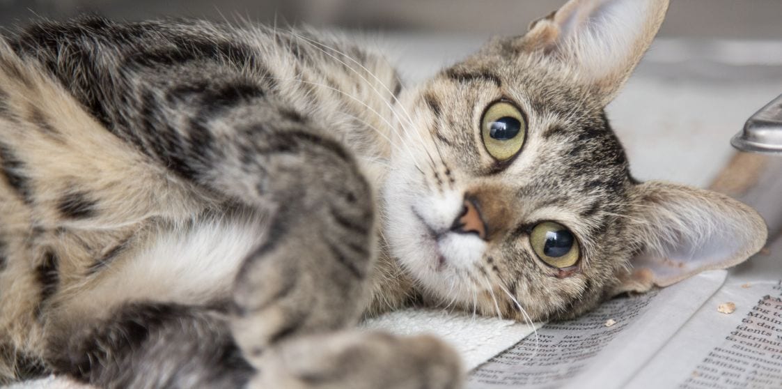 a cat lying on newspaper