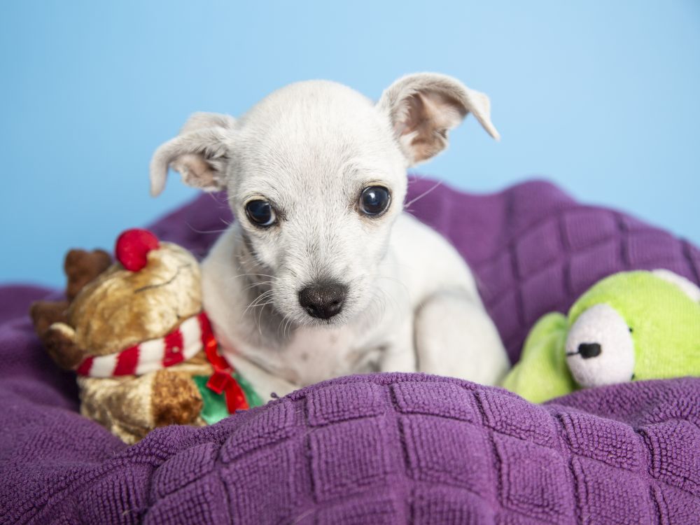 Adoptable puppy with toys on blanket