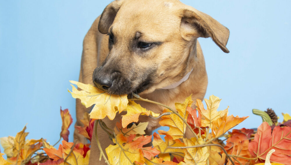 Adoptable puppy biting fall leaves