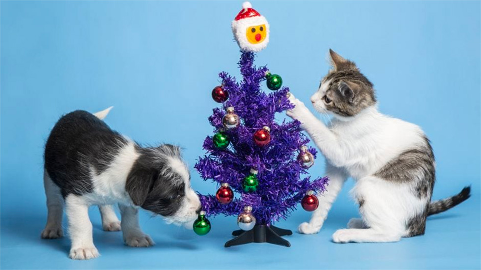 kittens playing with Christmas tree with bulbs