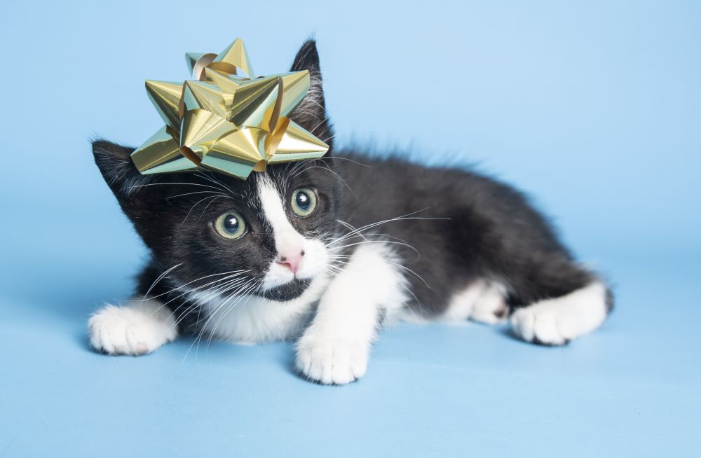 Adoptable kitten with present bow on head