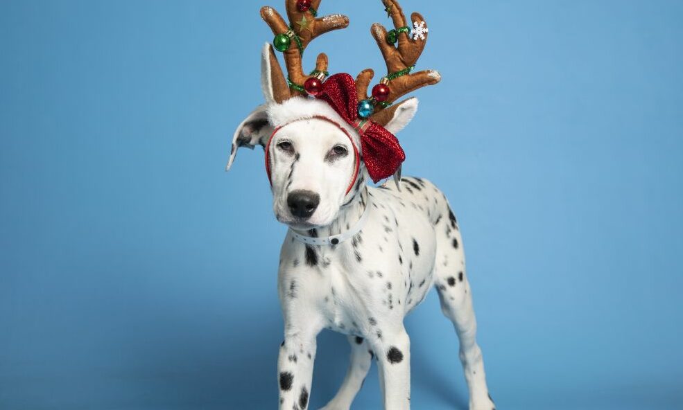 Adoptable Dalmatian wearing reindeer antlers
