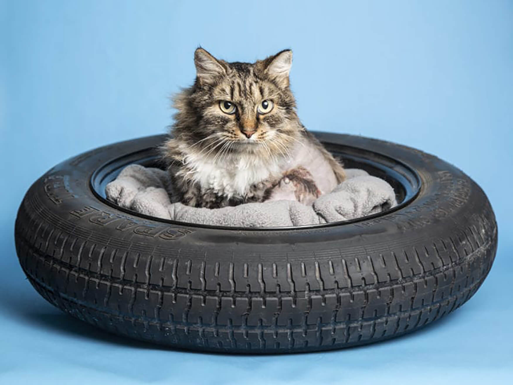 a cat rests inside a car tire