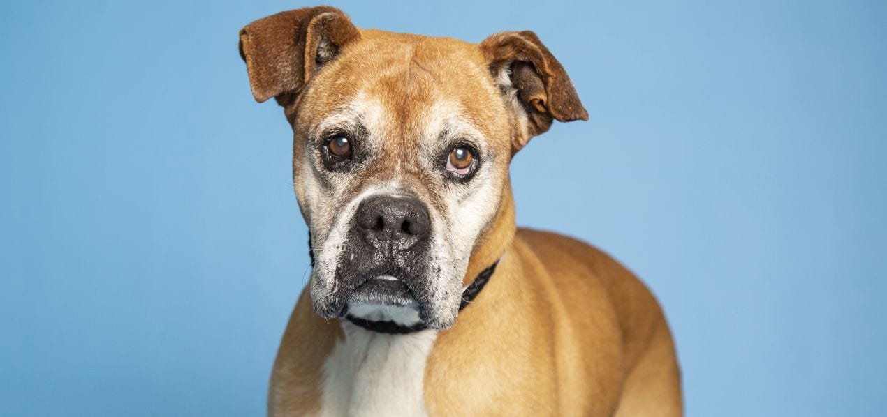 An older Boxer dog poses in front of a blue background