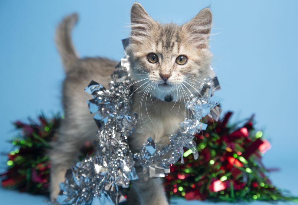 Adoptable kitten wrapped in garland