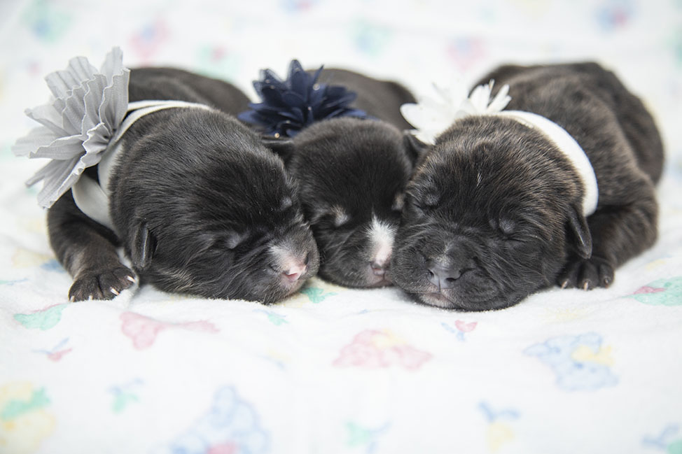 Newborn puppies born on Valentine's Day