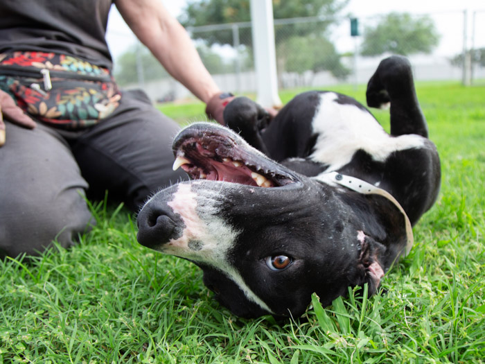 Black and white dog lying in grass getting belly rub
