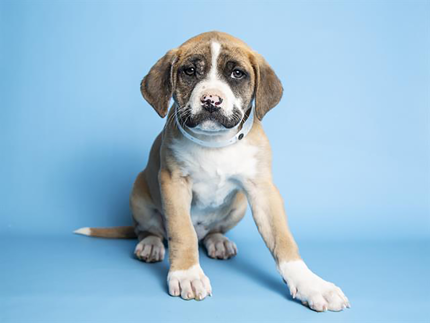 a puppy with a vet tag collar in front of a blue background
