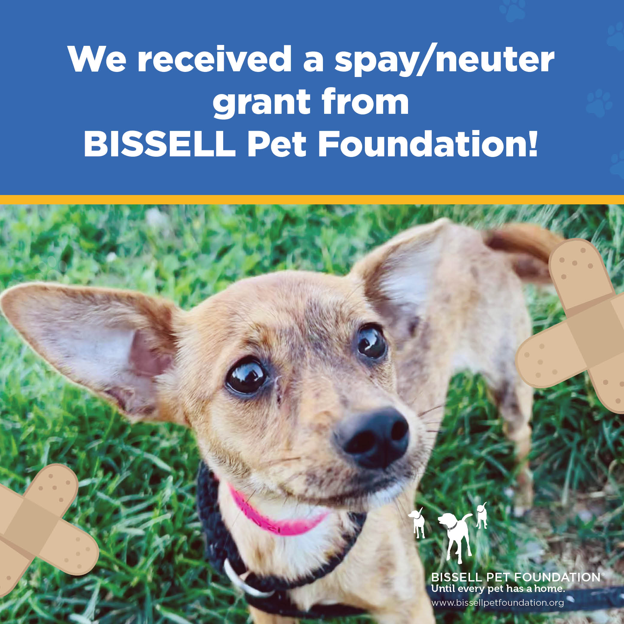 Bissell Pet Foundation Spay/Neuter Grant