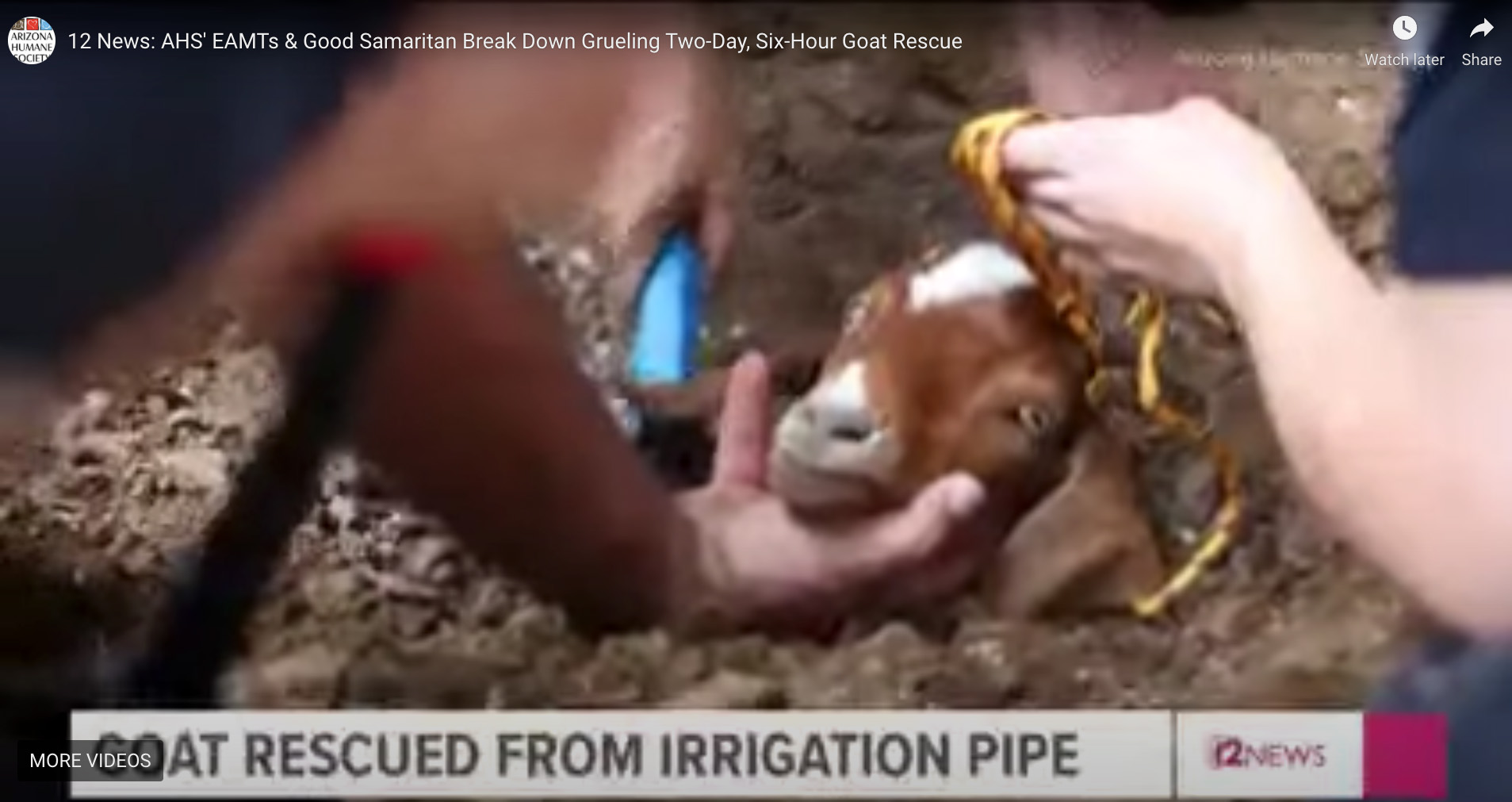 Baby goat stuck