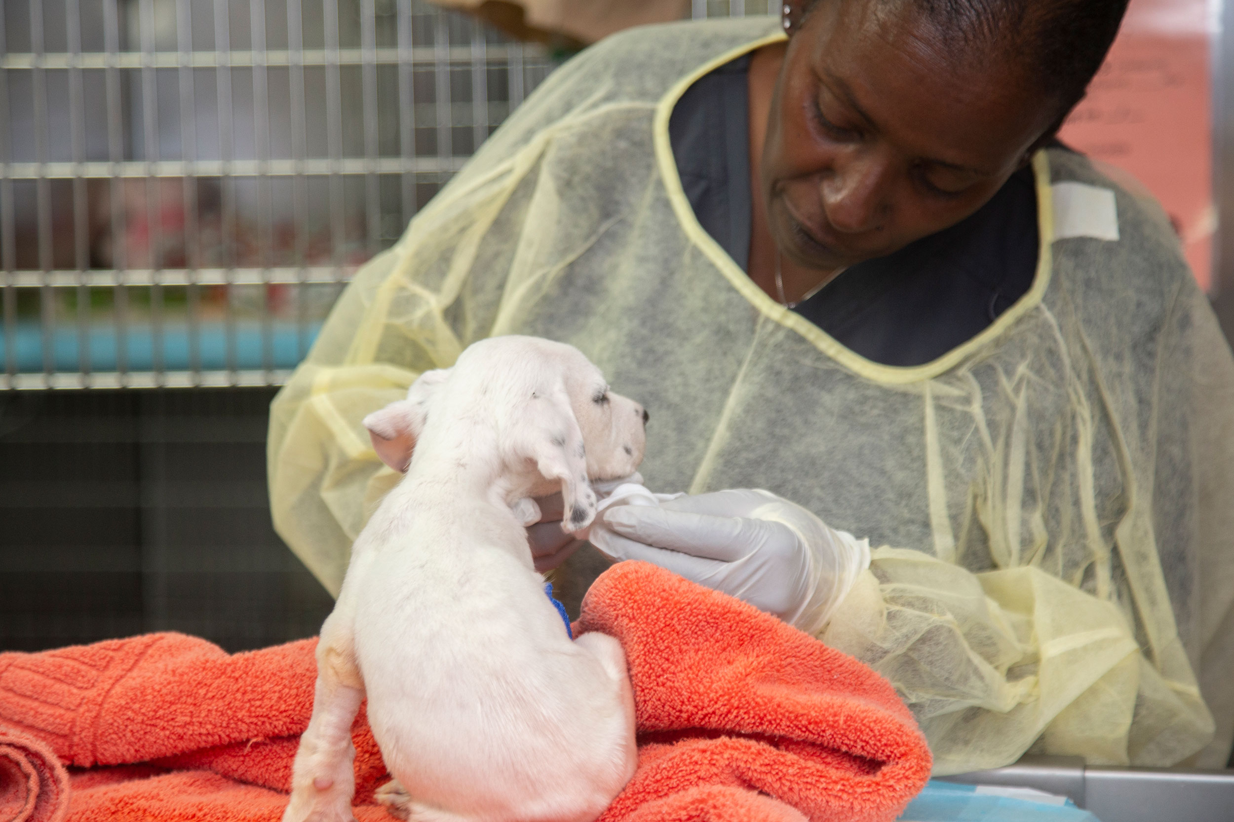 a veterinarian cares for a puppy after a procedure