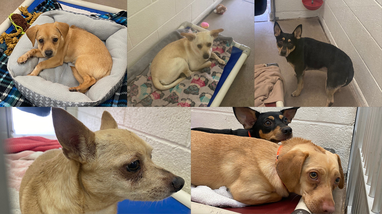 Collage of Chihuahuas Rescued In Tempe