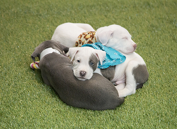 pile of puppies on grass