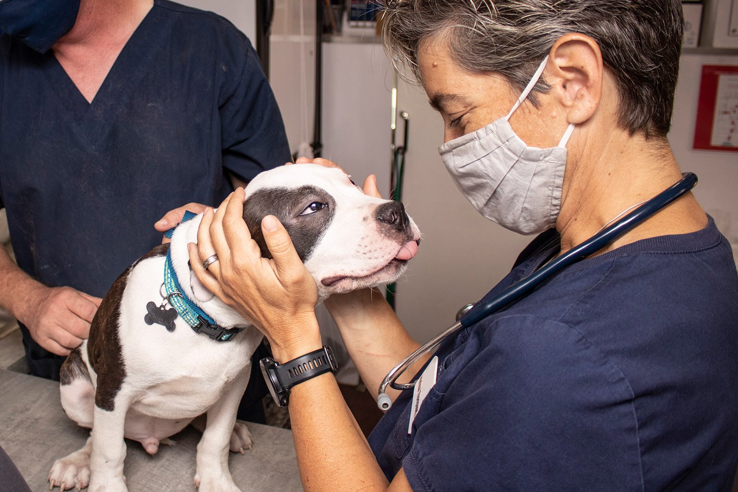 All Veterinary Services - Arizona Humane Society