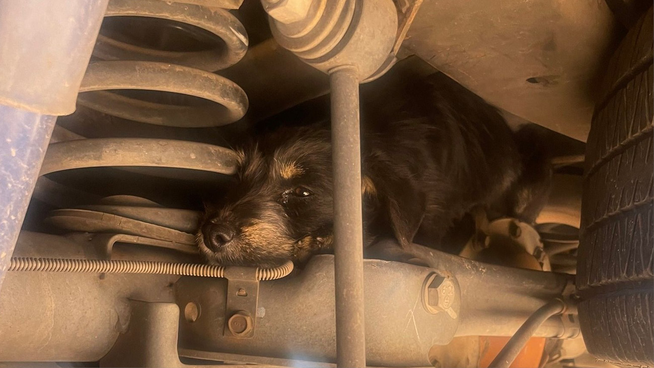 Gracie, puppy rescued from car's rear axle