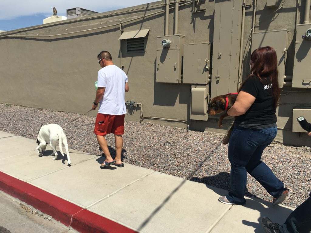 Dog Rescued from Phoenix Canal