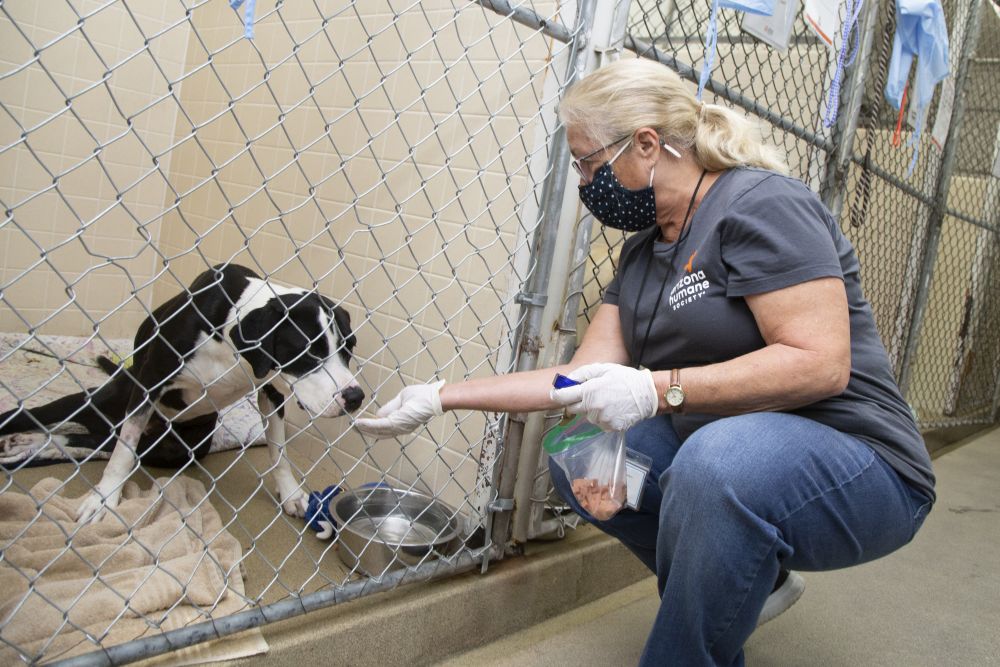 Volunteer feeding treats to dog in kennel