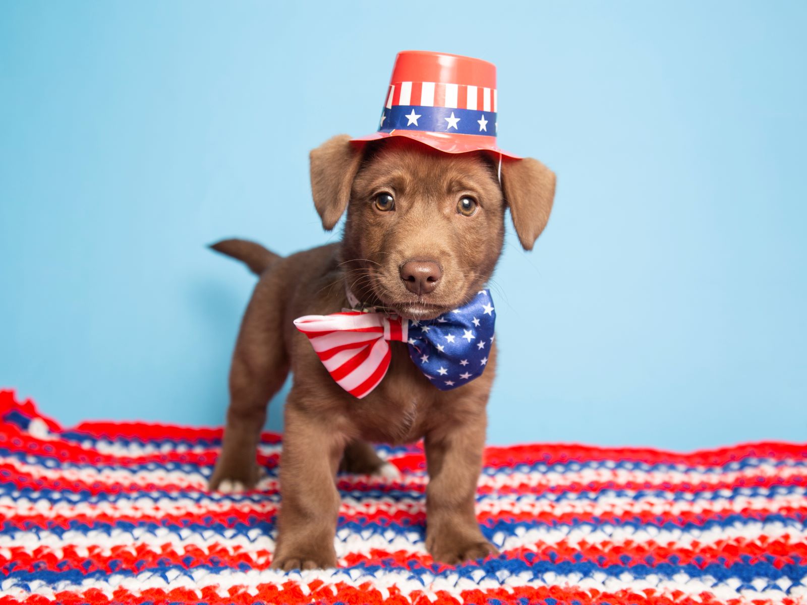 Independence day themed dog