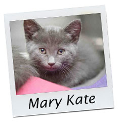 Mary Kate Kitten Nursery