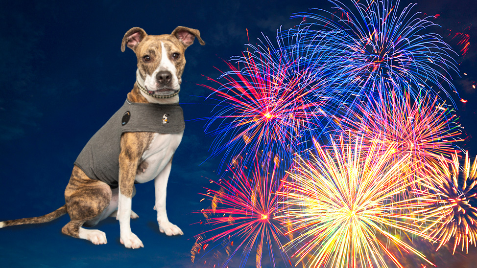 Thundershirt Dog with fireworks