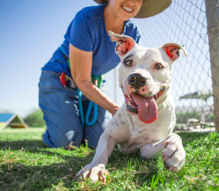 a white pitbull with spots plays with a volunteer in a park