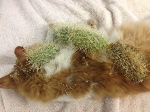 Prickly Pete - cactus