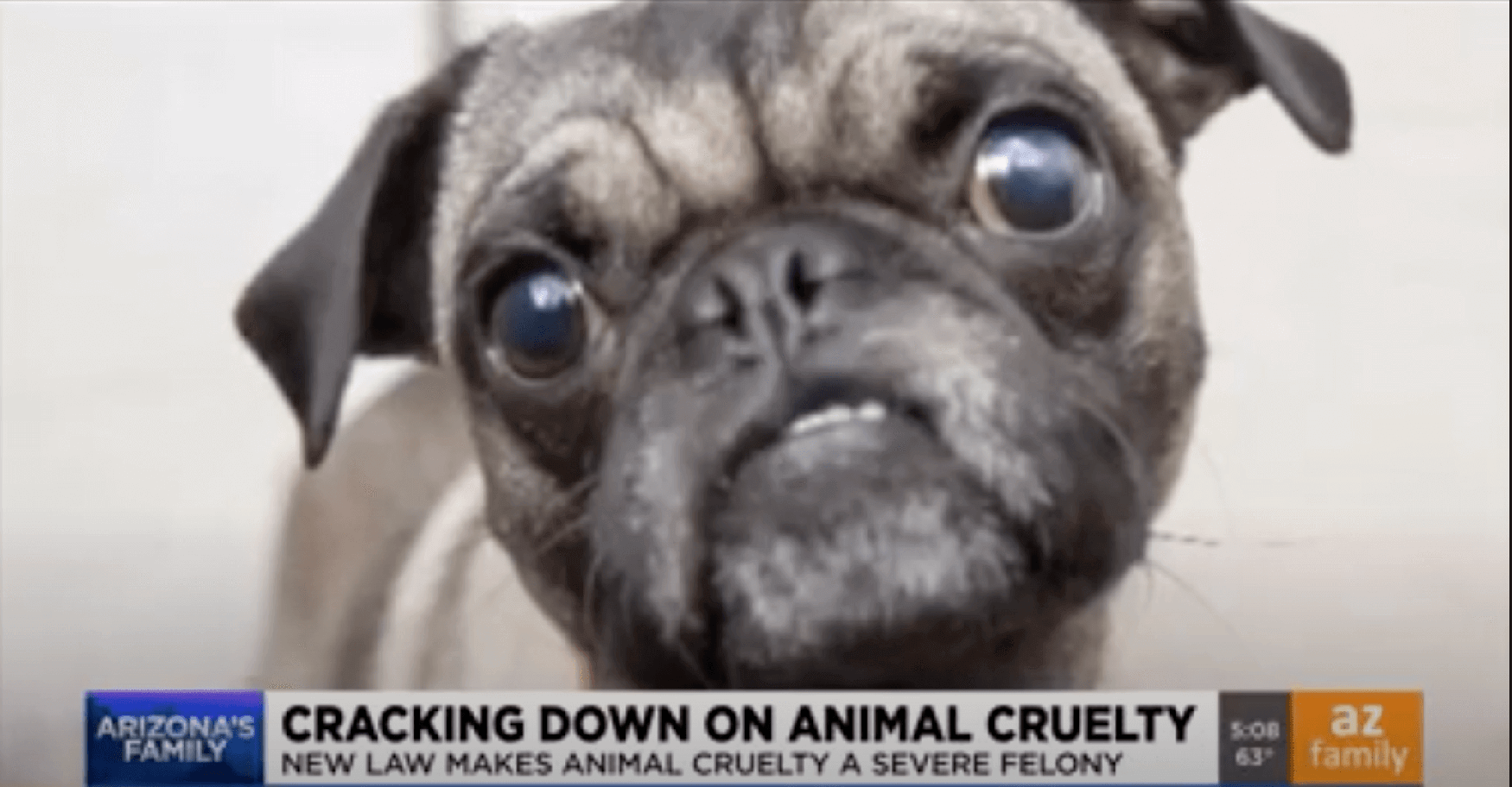 a pug on the news