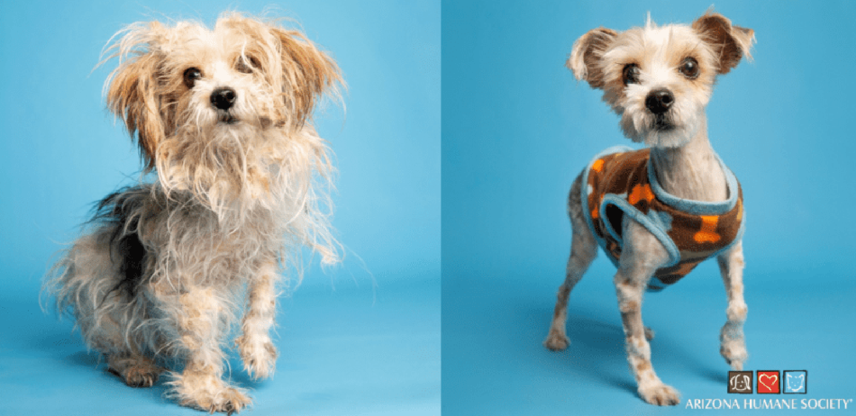 a dog shown before and after a grooming