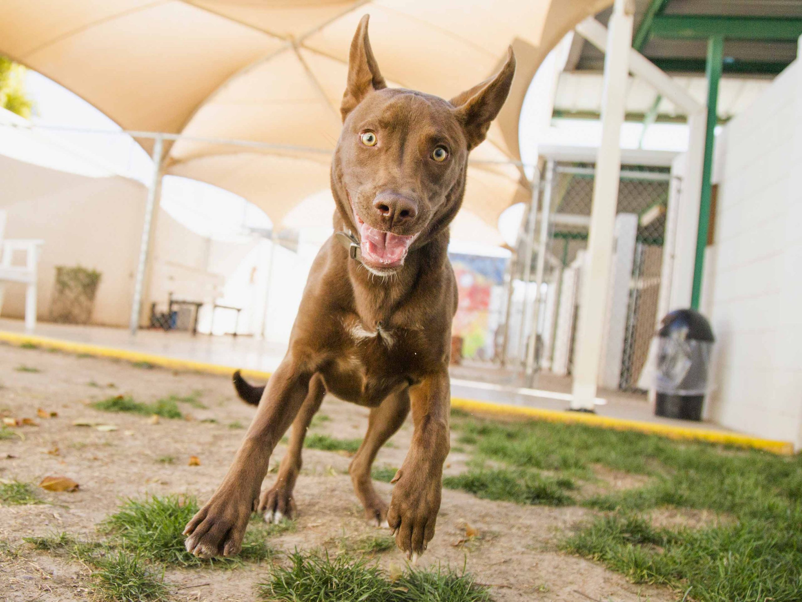 an excited brown dog plays at the facility