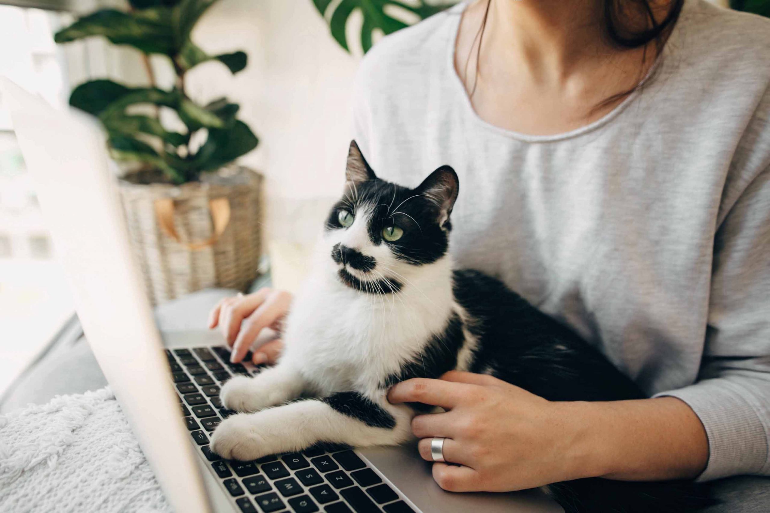 cat sitting on laptop keyboard while woman works