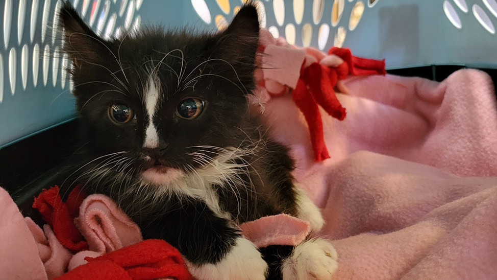 Kitten Saved from Storm Drain