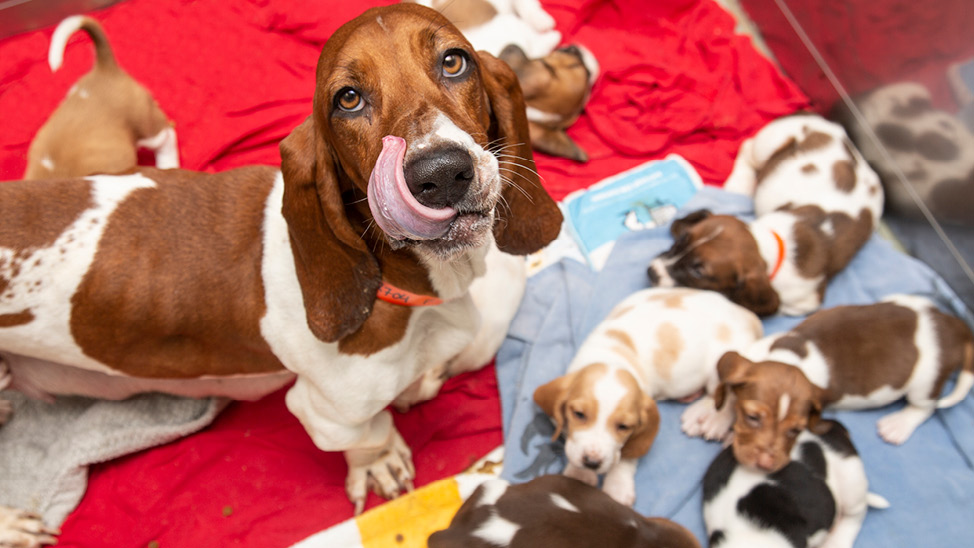 mom bassett hound with puppies