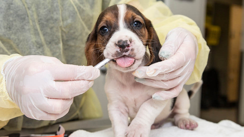 rescued bassett puppy and vet tech
