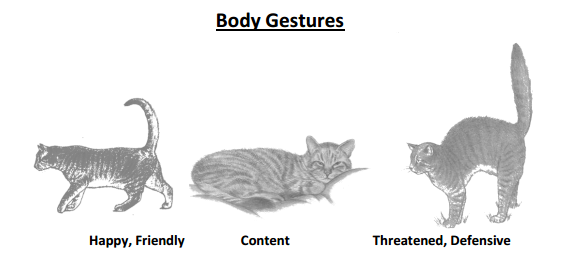 body_gestures