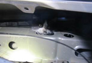 EAMT Engine kitten rescue